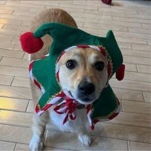 Meet your Posher, Barbara